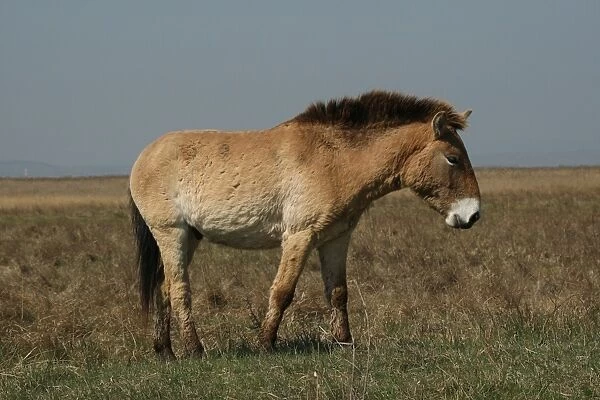 Przewalskis horse -Equus ferus przewalskii-, Burgenland, Austria, Europe