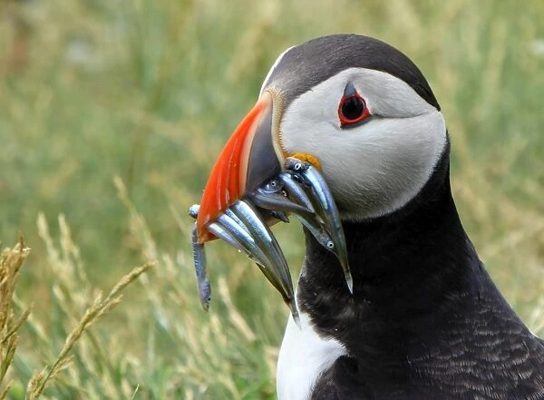 Puffin with sand eels on Staple island