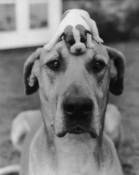 Puppy Love. The best way to keep a puppy out of harm's way, circa 1950