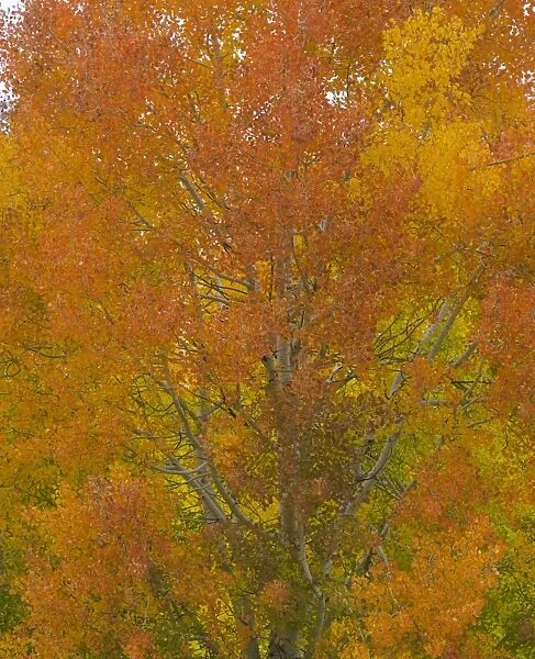 Quacking aspen trees in fall, Wyoming