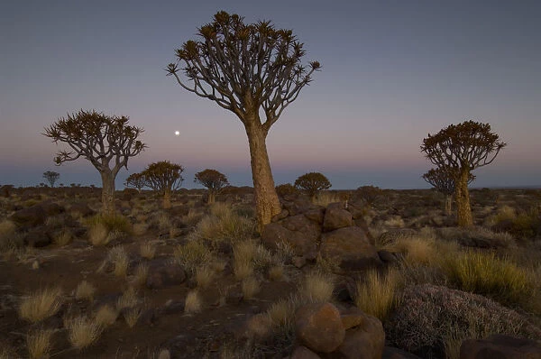 Quiver trees, Keetmanshoop, Namibia