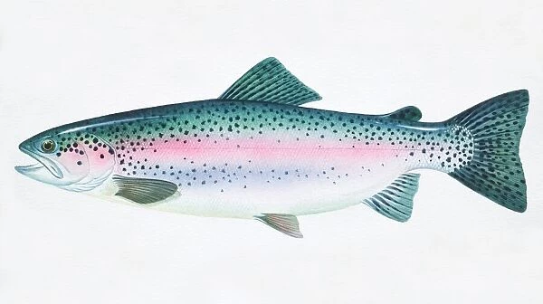 Rainbow Trout, Oncorhynchus mykiss, side view Our beautiful