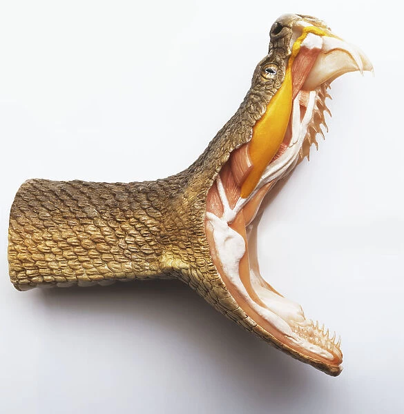 Rattlesnake, mouth wide open, showing fangs and interior of mouth and neck, cross-section