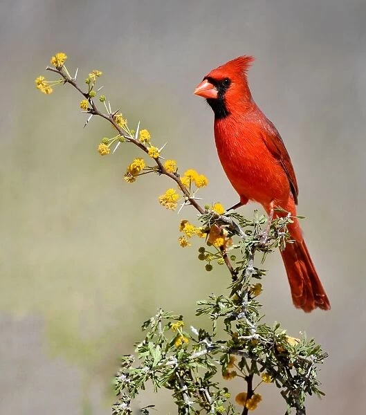 Red Cardinal bird in Texas