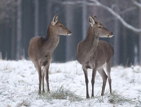 Red Deer -Cervus elaphus-, hinds in their winter coats standing in snow, captive, Saxony, Germany