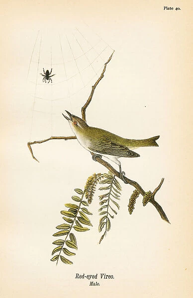 Red eyed vireo bird lithograph 1890