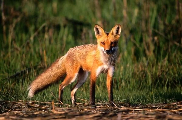 Red fox (Vulpes vulpes), Assateague Island National Seashore, Virginia