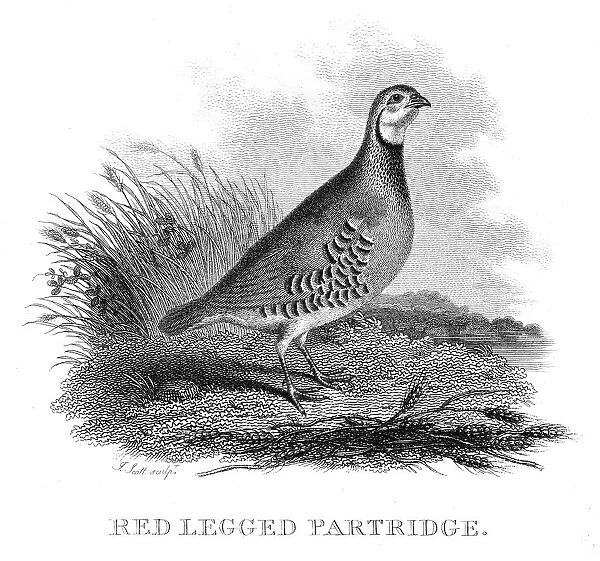 Red legged Partridge engraving 1802