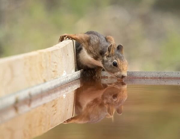 Red Squirrel, drinking water with his reflected head
