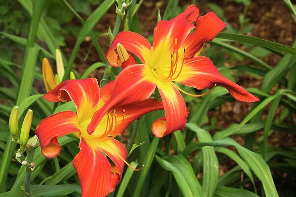 Red and yellow daylilies -Hemerocallis-, flowers, Quebec Province, Canada
