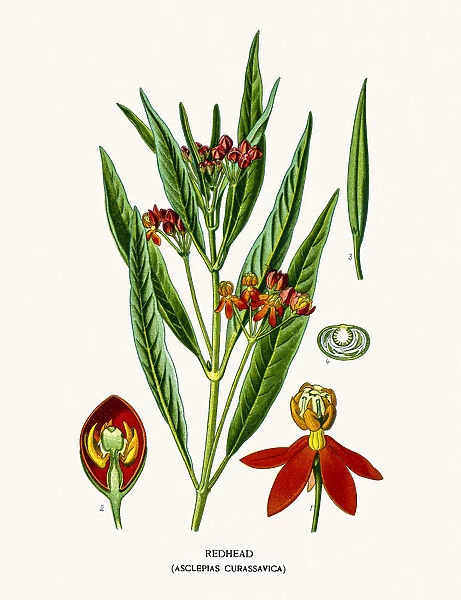 Redhead milkweed flower