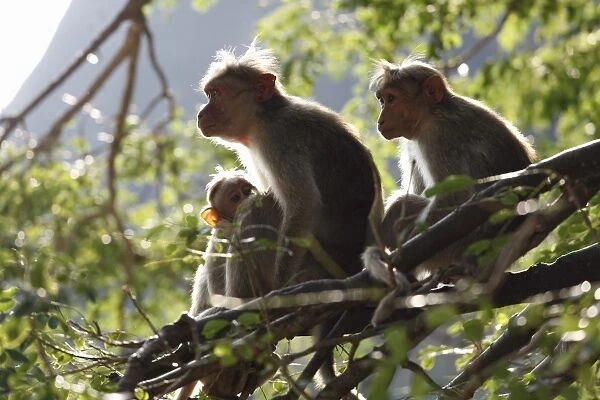 Rhesus macaques or Rhesus monkeys -Macaca mulatta-, Courtallam, Western Ghats, Tamil Nadu, Tamilnadu, South India, India, Asia