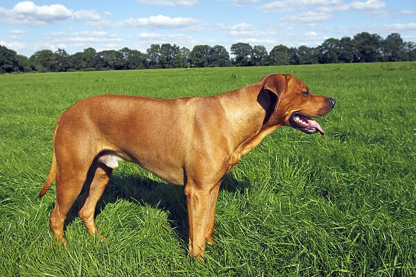 Rhodesian Ridgeback dog (Canis lupus familiaris), male, domestic dog