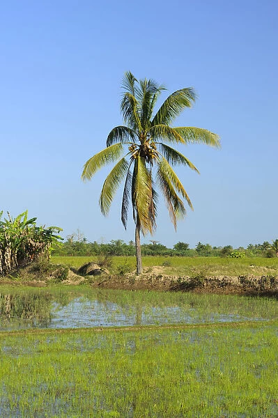 Rice paddy in front of tropical palm tree, Morondava, Madagascar, Africa