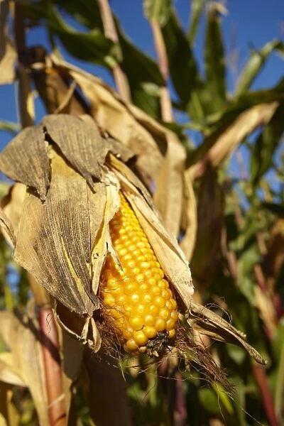 Ripe corn, cornfield, autumn, Aichach district, Upper Bavaria, Germany, Europe
