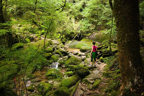 River stream in Unesco heritage rainforest, Japan