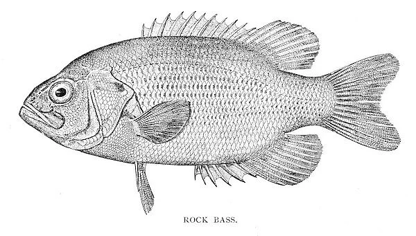 Rock bass engraving 1898