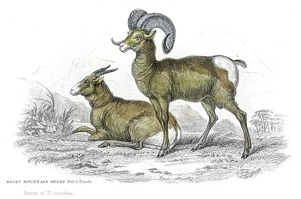 Rocky mountain sheep lithograph 1884