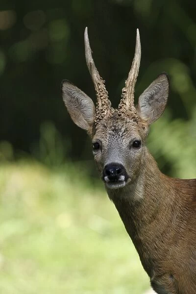 Roe Deer -Capreolus capreolus-, buck, captive, Sweden