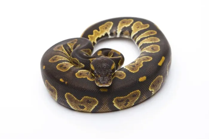 Framed Print : Royal Python Black Head Female Print Framed Print : Royal Python Black Head Female Print