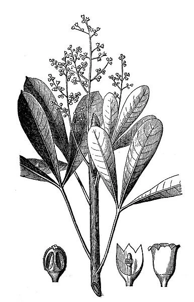 Rubber plant (Hevea guianensis)