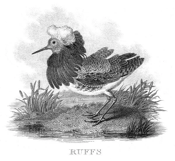 Ruffs engraving 1812