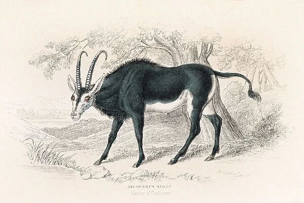 Sable antelope engraving 1855
