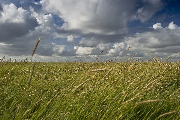 Salt meadows, Westerheversand, Westerhever, Eiderstedt, North Frisia, Schleswig-Holstein, Germany