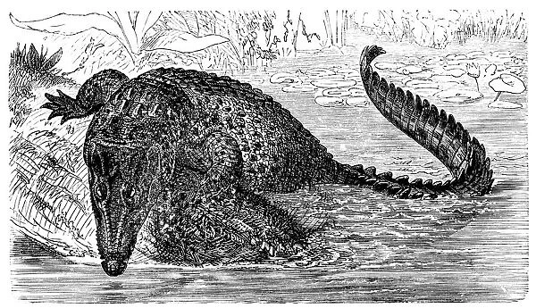 Saltwater crocodile (Crocodilus biporcatus)