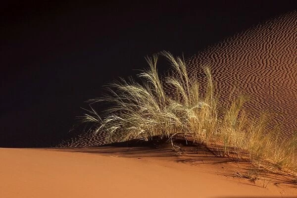 Sand dune with grass tuft, Namib Desert, Namibia