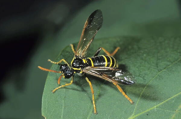 Sawfly species (Allantus scrophularia)