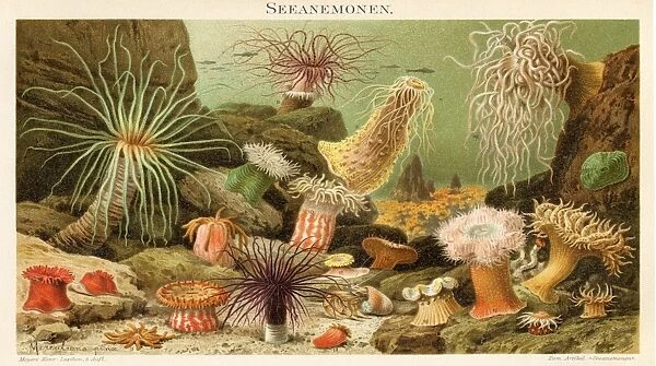 Sea anemone illustration 1897