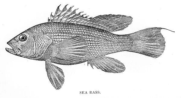 Sea bass engraving 1898