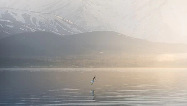 Seagull seizing over lake Van