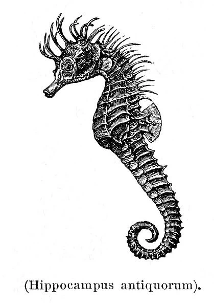 Seahorse engraving 1897