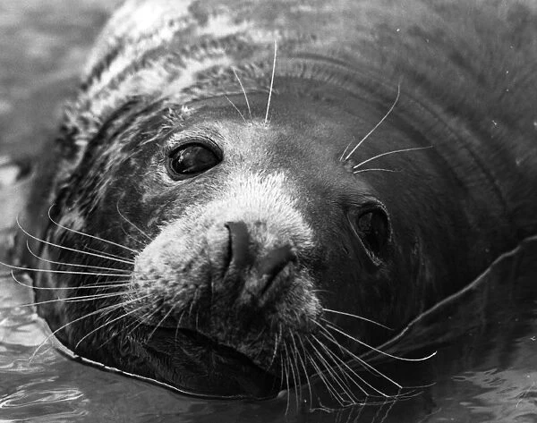 Seal Close-Up