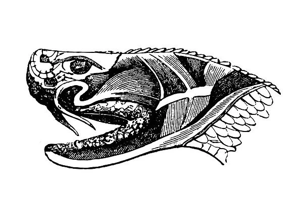 snake. Section of snake head showing poison glands and fangs, vintage illustration