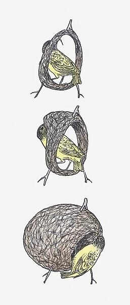 Sequence of illustrations showing Black-headed Weaver (Ploceus melanocephalus) making nest