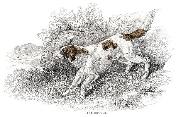 Setter dog engraving 1840