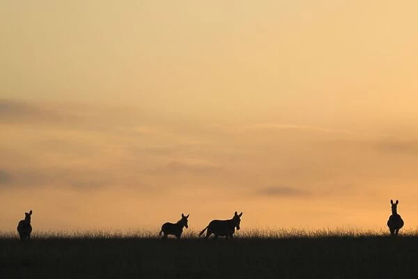 Silhouetted Cape Mountain Zebra (Equus zebra) at Dusk. Tsolwana Game Reserve, Eastern Cape Province, South Africa