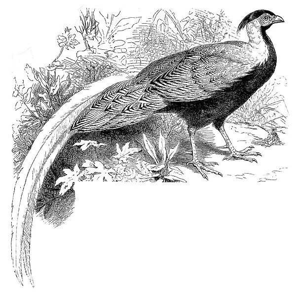 Silver Pheasant (Gallophasis nycthemerus)