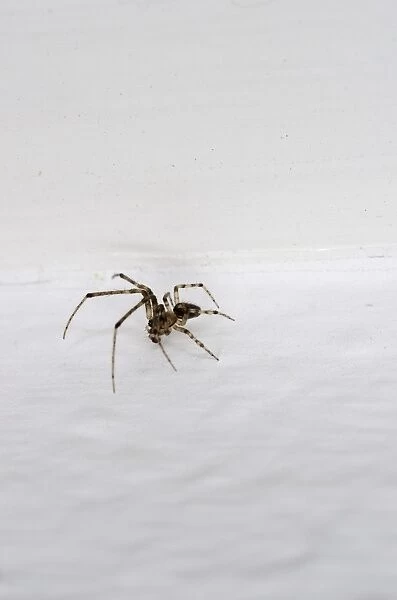 Small house spider -Araneus diadematus-, 10mm, crawling on wallpaper