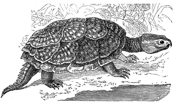 Snapping or alligator turtle (Emysaura Serpentina)