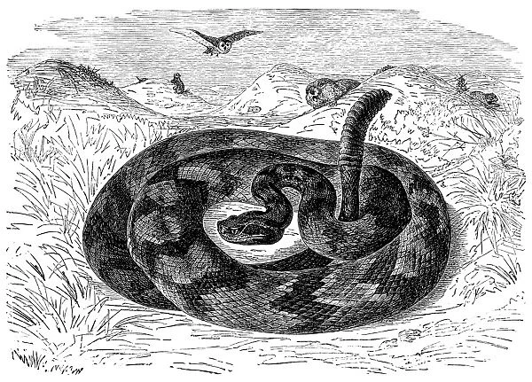 South American rattlesnake (Crotalus durissus)