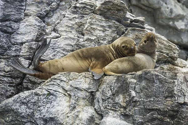 South American sea lions -Otaria flavescens-, Coquimbo Region, Chile