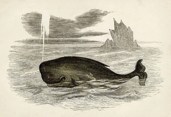 Sperm whale engraving 1851