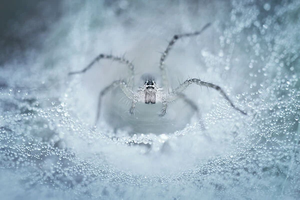 spider. Insects On Earth, 186889507