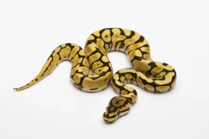 Framed Print : Spider Phantom Yellow Belly Ball Python Print