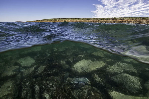 Split image showing Australian giant cuttlefish in shallow water and the surrounding coastline, Whyalla, South Australia