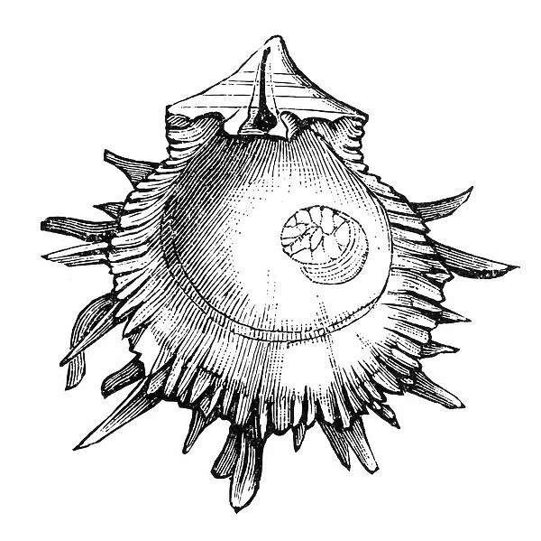 Spondylus gaederopus seashell conch shell